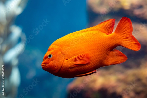 Fototapeta Garibaldi fish (Hypsypops rubicundus), a bright orange type of damselfish, are the official marine fish of California and are protected in the local waters. The are numerous on Santa Catalina Island.