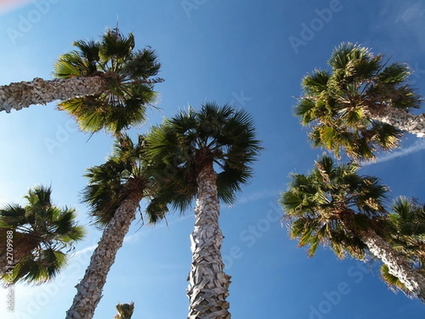 Obraz california palm trees