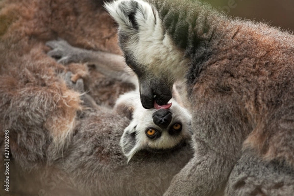 Fototapeta ring-tailed lemur, lemur catta