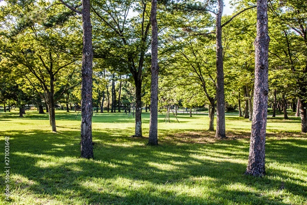 Fototapeta Beautiful sunlight of greensward at Orung Royal tombs heritage in Gyeongju, South Korea