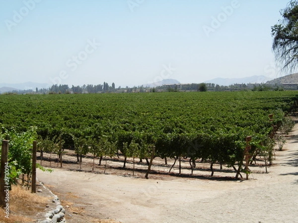 Obraz vineyards
