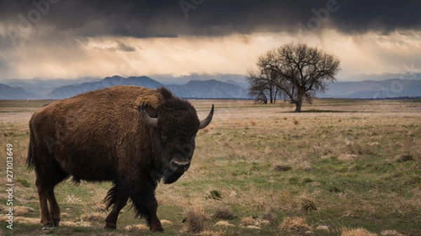Fototapeta Bison walking in the prairie
