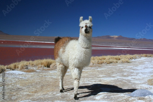 Obraz Llama in Bolivia