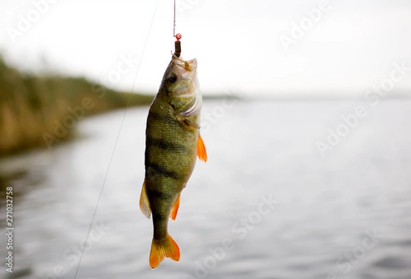 Fototapeta Fishing in the delta of the Volga River on the river Baklanya. The Astrakhan region. Russia. Caught on a spoon-bait perch fish close up. - Image