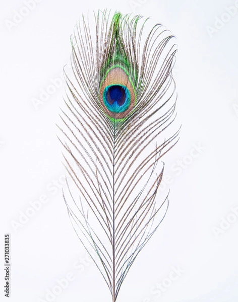 Obraz peacock's  feather