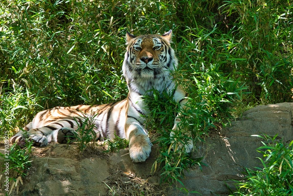 Obraz 穏やかなトラ