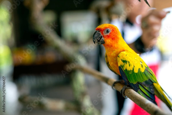 Fototapeta parrot on tree branch with soft-focus and over light in the background