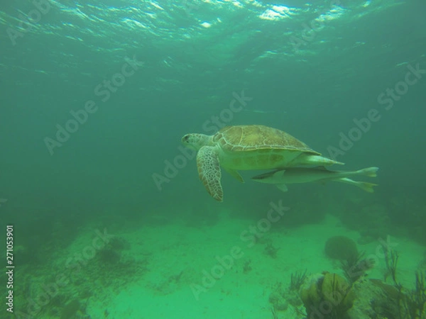 Fototapeta Schildkröte