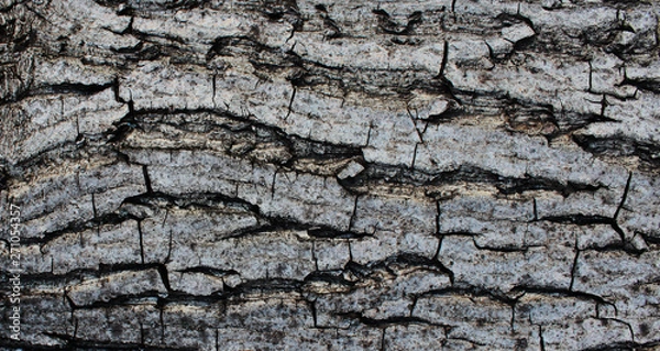 Fototapeta Natural wood texture. Texture of walnut bark. Detailed structure of the cortex.