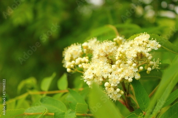 Obraz blooming white flowers branch of mountain ash
