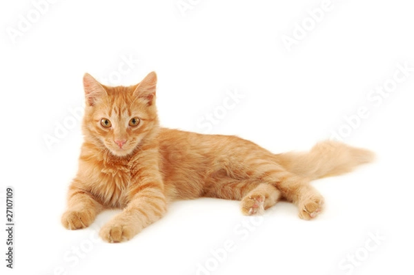 Fototapeta red kitten resting