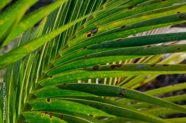 Obraz close up of palm leaves tropical background