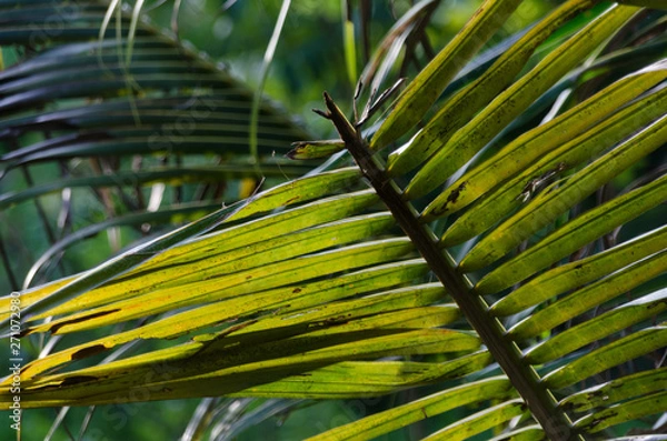 Obraz close up of palm leaves tropical background