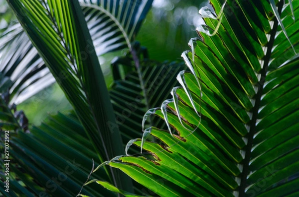 Obraz close up of palm leaves tropical background
