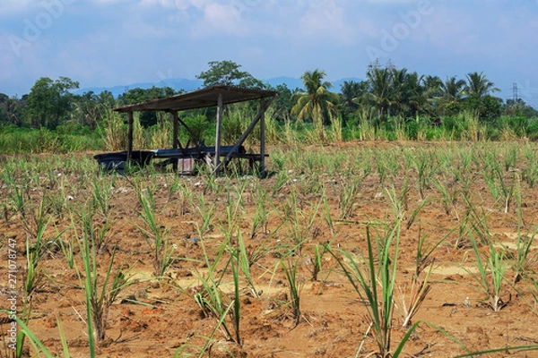 Obraz Ward Farm at Lemon Grass