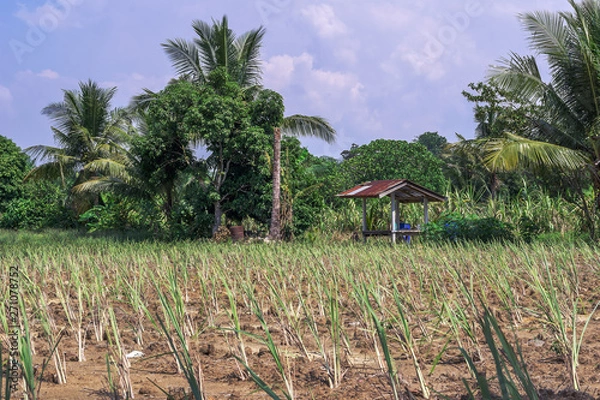 Obraz Lemon grass farm