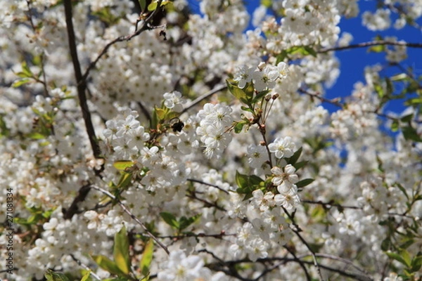 Obraz bee pollinates cherry flowers in spring