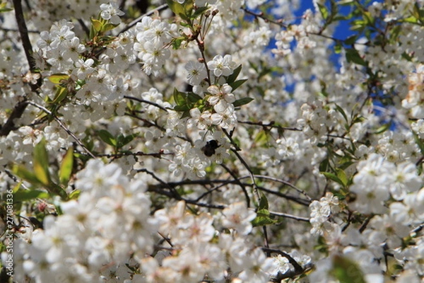 Obraz bee pollinates cherry flowers in spring