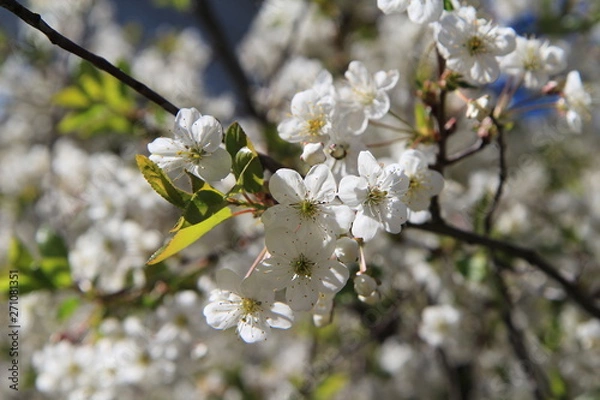 Fototapeta bee pollinates cherry flowers in spring
