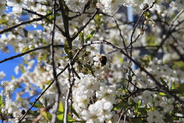 Fototapeta bee pollinates cherry flowers in spring