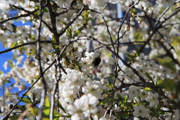 Fototapeta bee pollinates cherry flowers in spring