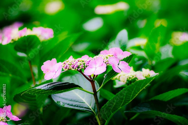 Fototapeta 額紫陽花