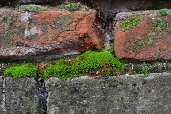 Obraz Closeup photograph of green moss on an old, weathered, brick wall.