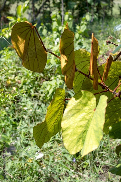 Fototapeta Bauhinia aureifolia leaves on tree, nature plant