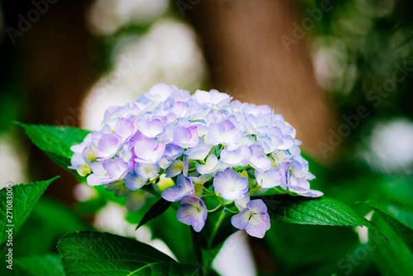 Fototapeta 紫陽花