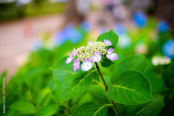 Fototapeta 額紫陽花