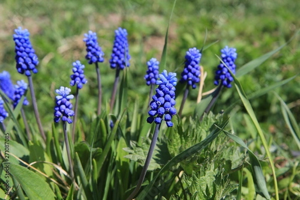 Obraz  Muscari
