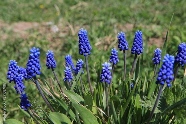 Obraz  Muscari