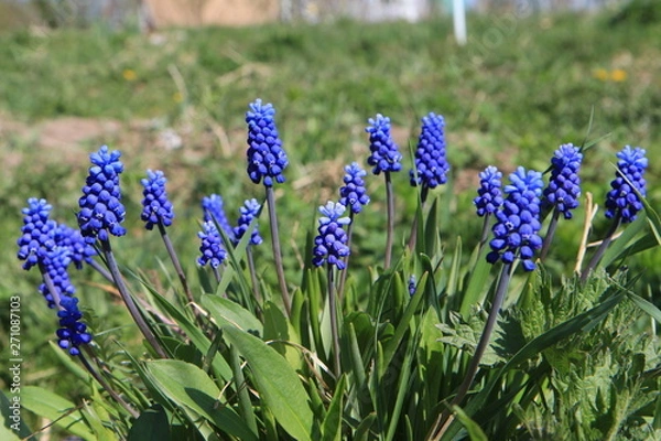 Obraz  Muscari