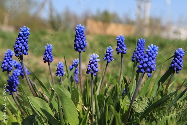 Obraz  Muscari