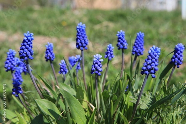 Obraz  Muscari