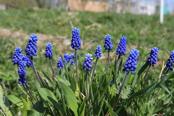 Obraz  Muscari