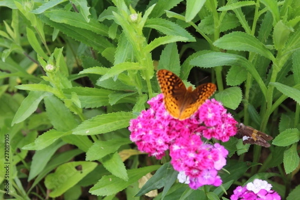 Obraz butterfly on flower