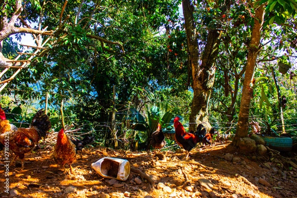 Obraz Dominican Republic