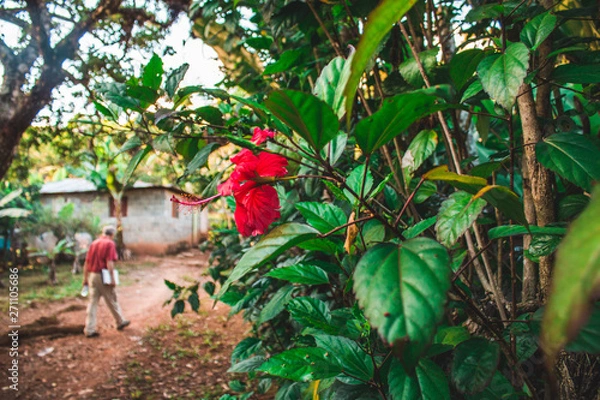 Obraz Dominican Republic