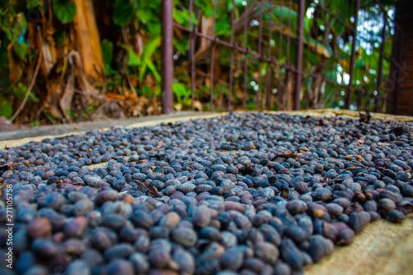 Obraz Dominican Republic