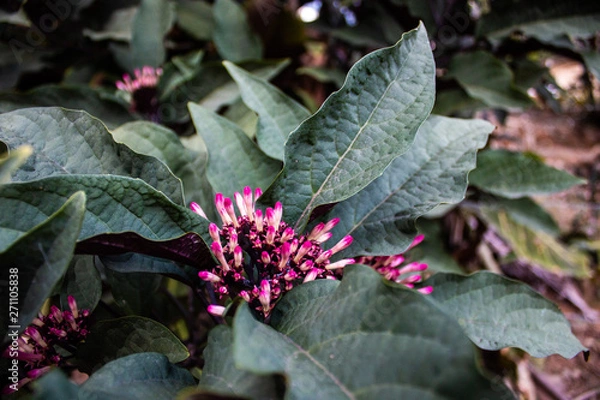 Obraz Dominican Republic