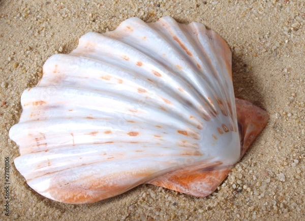 Obraz Shell in Sand