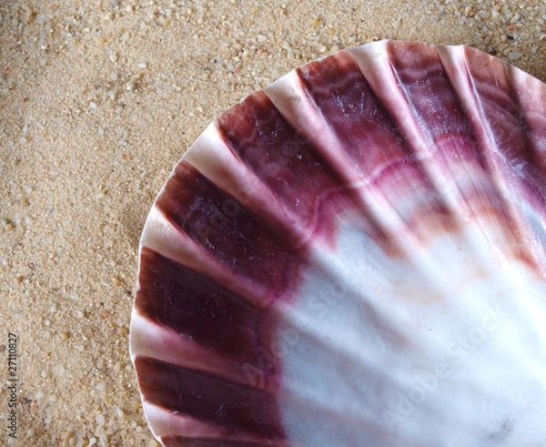 Obraz Shell in sand