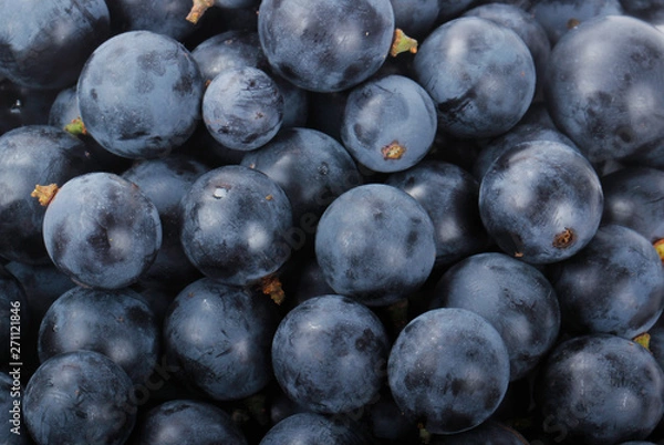 Obraz fresh blue grapes background