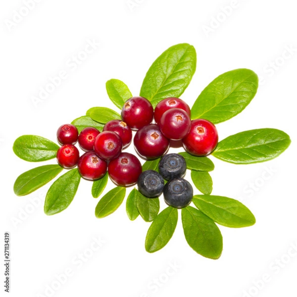 Fototapeta cranberries and bilberries with leaves isolated on white background