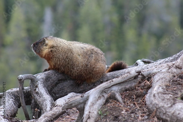 Obraz marmot in the wild