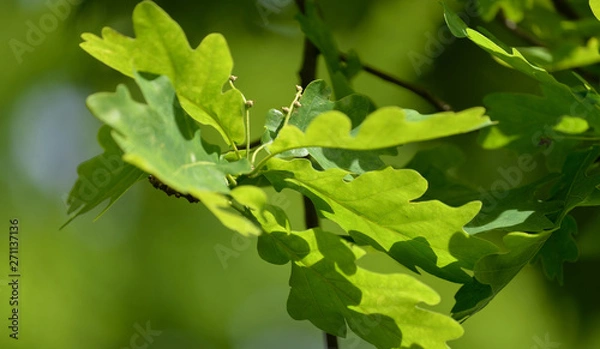 Fototapeta Young oak leaves with acorns just started to grow.