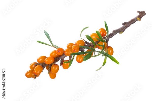Fototapeta branch with sea buckthorn with green leaves isolated on white