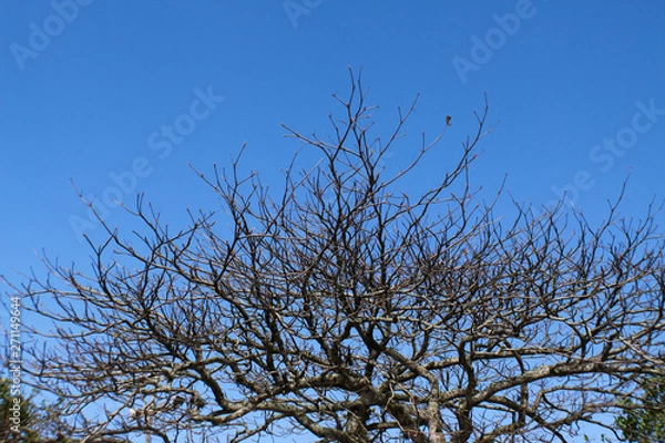 Obraz tree in the sky