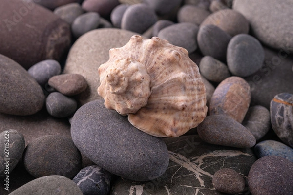 Obraz Seashell on pebbles summer texture background angle view close up